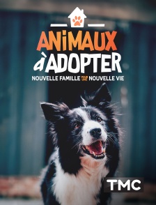TMC - Animaux à adopter : nouvelle famille pour une nouvelle vie