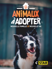 CSTAR - Animaux à adopter : nouvelle famille pour une nouvelle vie