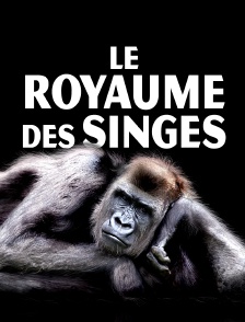 Le royaume des singes