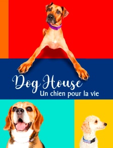 Dog House : un chien pour la vie