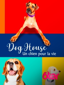 Dog House : un chien pour la vie