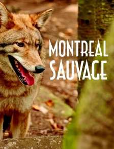 Montréal sauvage