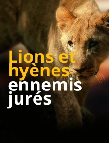 Lions et hyènes, ennemis jurés