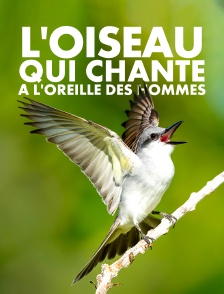 L'oiseau qui chante à l'oreille des hommes