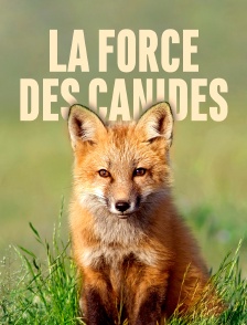 La force des canidés