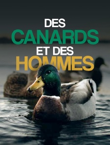 Des canards et des hommes