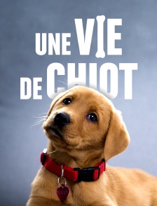 Une vie de chiot