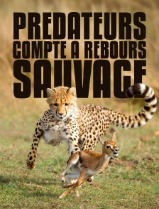 Prédateurs : compte à rebours sauvage