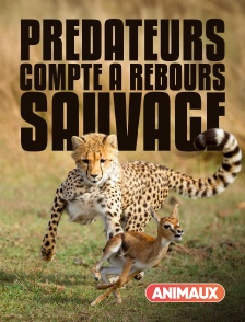 Animaux - Prédateurs : compte à rebours sauvage