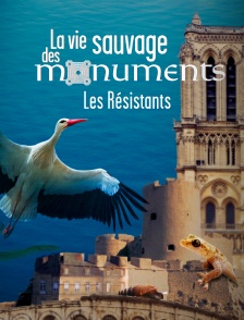 La vie sauvage des monuments : Les résistants