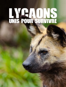 Lycaons, unis pour survivre