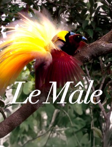 Le mâle