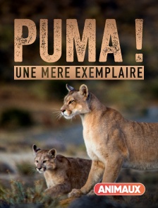 Animaux - Puma, lion des Andes