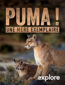 EXPLORE - Puma ! Une mère exemplaire