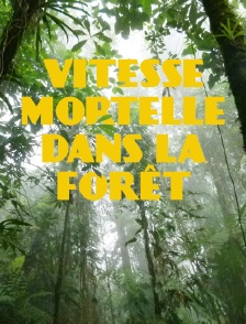 Vitesse mortelle dans la forêt