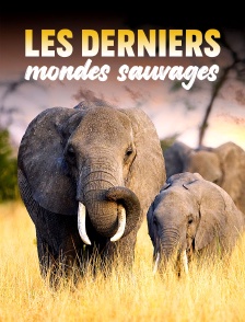 Les derniers mondes sauvages