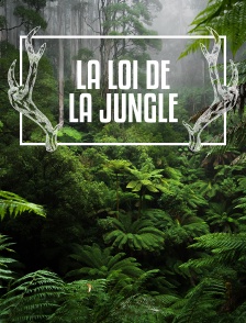 La loi de la jungle