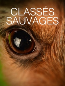 Classés sauvages