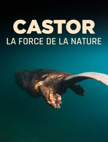 Castor, la force de la nature