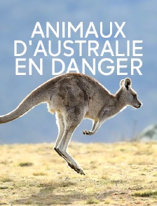 Animaux d'Australie en danger