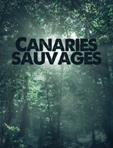 Canaries sauvages