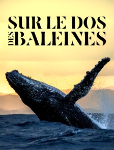 Sur le dos des baleines