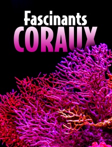 Fascinants coraux : merveilles de l'océan Indien
