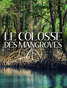 Le colosse des mangroves