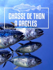Chasse de thon à Argelès