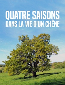 Quatre saisons dans la vie d'un chêne