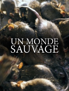 Un monde sauvage