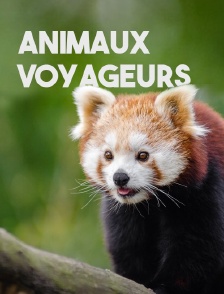 Animaux voyageurs