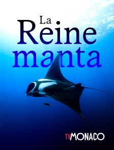 TV Monaco - La reine manta en replay