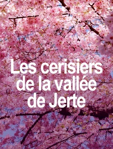 Les cerisiers de la vallée de Jerte