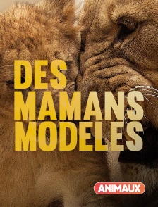 Animaux - Des mamans modèles