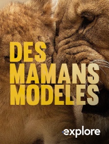EXPLORE - Des mamans modèles
