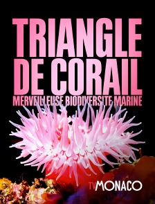 Triangle de Corail : merveilleuse biodiversité marine