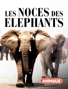 Les noces des éléphants