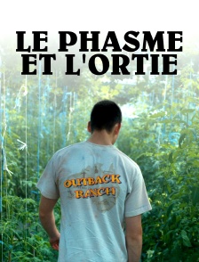 Le phasme et l'ortie