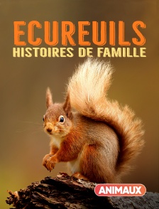 Ecureuils, histoires de famille