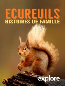 EXPLORE - Ecureuils, histoires de famille en replay