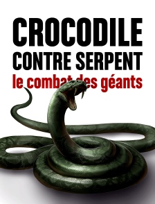 Crocodile contre serpent : le combat des géants