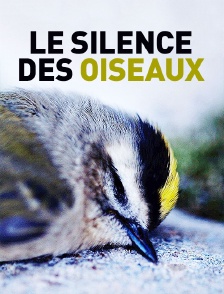 Le silence des oiseaux