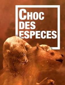 Choc des espèces