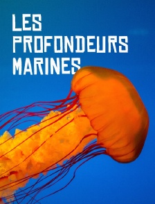 Les profondeurs marines