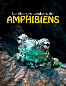 Les étranges aventures des amphibiens