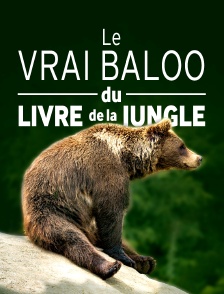 L'histoire du vrai Baloo