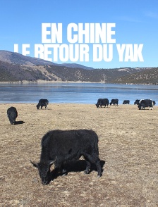 En Chine, le retour du yak