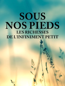 Sous nos pieds, les richesses de l'infiniment petit
