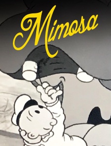 Mimosa
